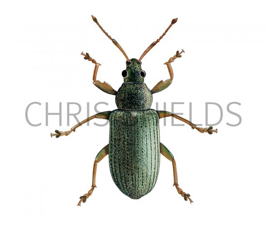 Illustration of Common Leaf Weevil (Phyllobius pyri) (#2685)