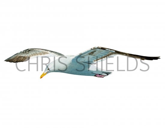 Illustration of Western Gull (Larus occidentalise) (#3759)