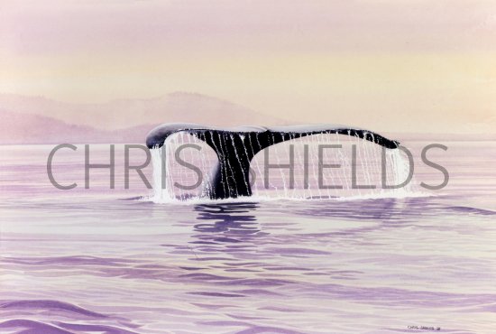 Illustration of Humpbacked whale fluck (Megaptera novaeangliae) (#1634)