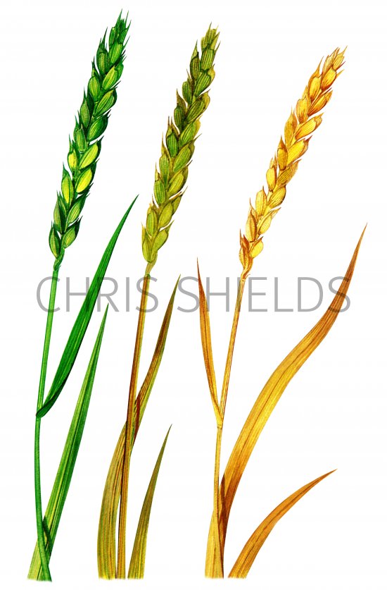 Illustration of Wheat (Triticum spp.) (#0836)
