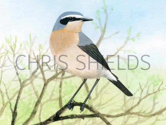 Illustration of Wheatear (Oenanthe oenanthe) (#3393)