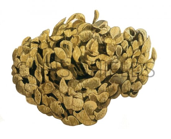 Illustration of Whelk eggmass (Buccinum undatum) (#1868)