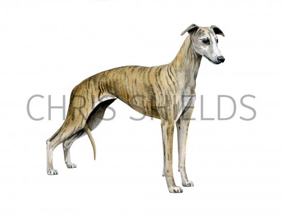 Illustration of Whippet (Canis lupus familiaris) (#3756)