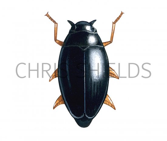 Illustration of Whirligig Beetle (Gyrinus substriatus) (#3451)