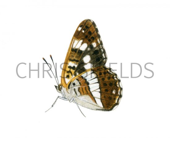 Illustration of White Admiral (Limenitis camilla) (#2002)