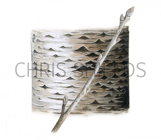 Illustration of White Poplar bark & twigs (Populus alba) (#2393)