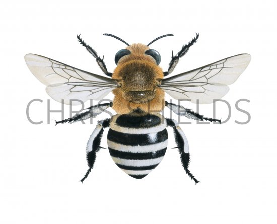 Illustration of White-banded Digger Bee (Amegilla quadrifasciata) (#4303)