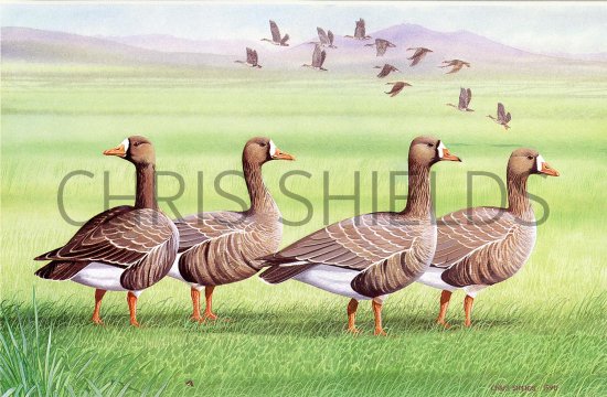 Illustration of White-fronted Goose (Anser albitrons) (#1812)
