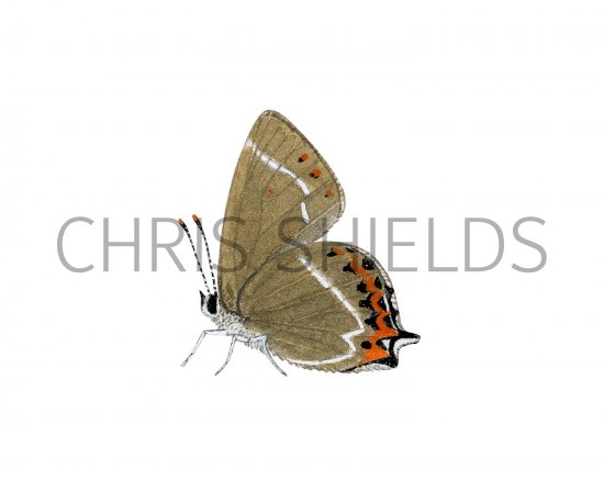 Illustration of White-letter Hairstreak (Strymonidia w-album) (#2974)