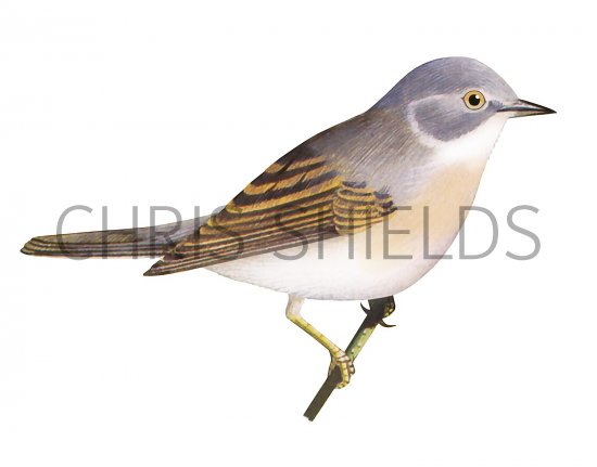 Illustration of Whitethroat (Sylvia communis) (#3375)