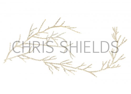 Illustration of Whiteweed (Sertularia cupressina) (#3420)