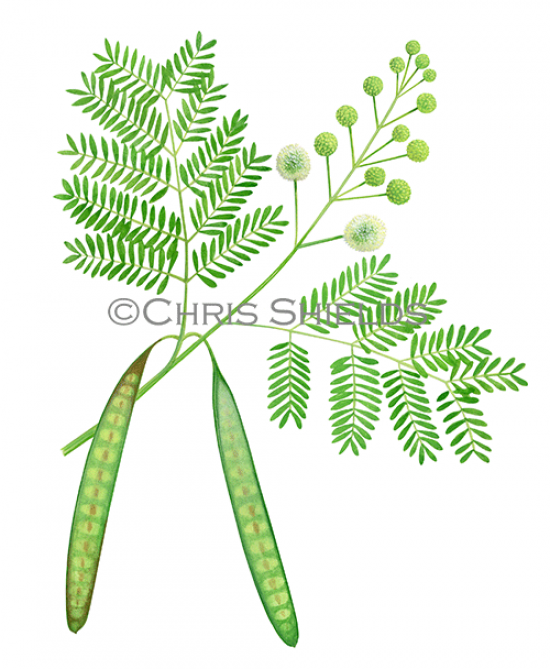Illustration of Wild Tamarind Tree (Leucaena leucocephala) (#4685)