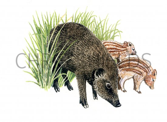Illustration of Wild boar (Sus scrofa) (#0568)