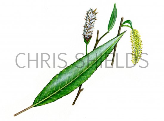 Illustration of Willow leaf flowers & catkin (Salix Alba) (#0831)