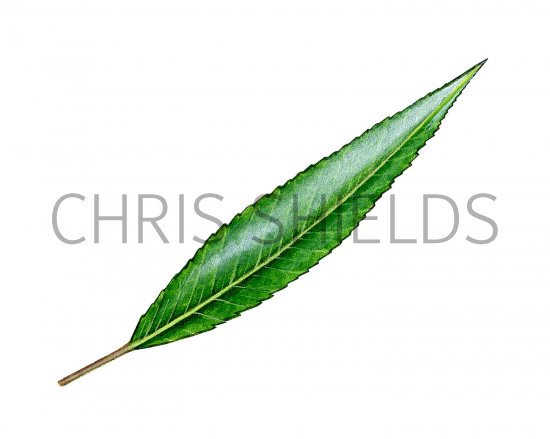Illustration of Willow leaf (Salix Alba) (#3222)
