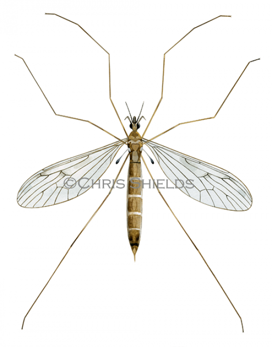 Illustration of Winter Crane Fly (Trichocera maculipennis) (#4671)