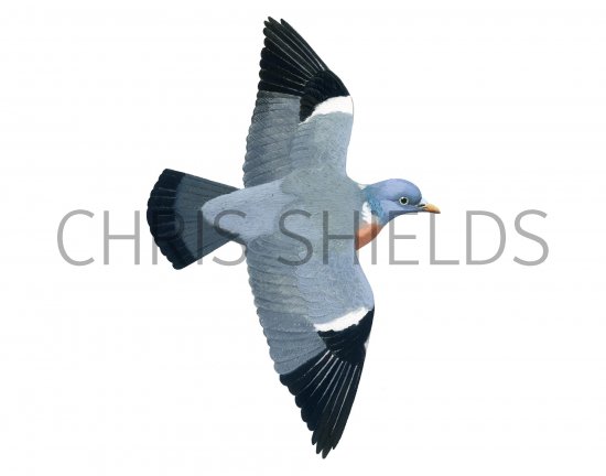 Illustration of Wood Pigeon (Columba palumbus) (#1239)