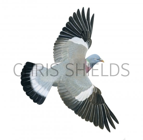 Illustration of Wood Pigeon (Columba palumbus) (#4370)