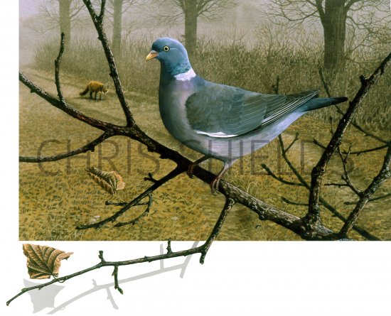 Illustration of Wood Pigeon & fox (Columba palumbus) (#0437)