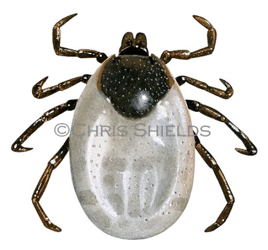 Illustration of Wood Tick (Ixodes ricinus) (#4660)