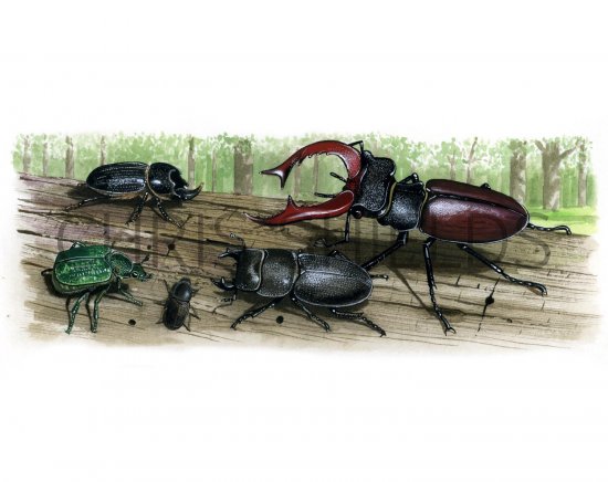 Illustration of Woodland Beetles (#2097)