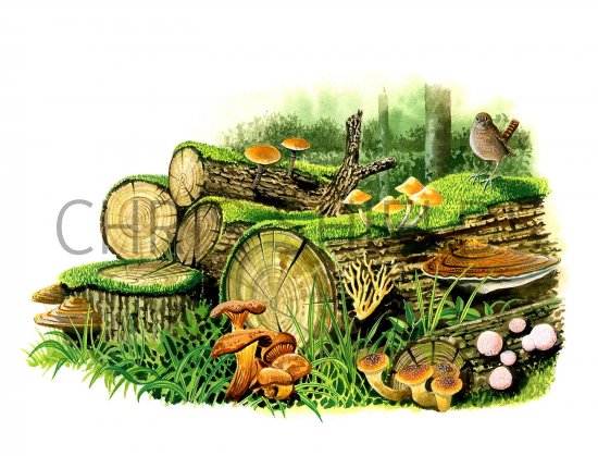 Illustration of Woodland Fungi (#2862)