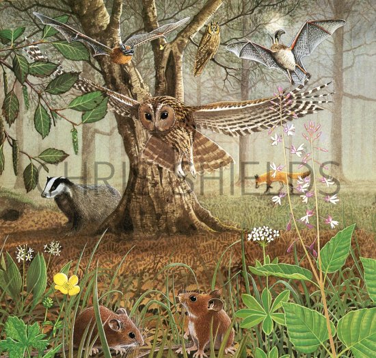 Illustration of Woodland at Night (#2763)