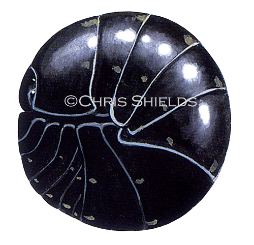 Illustration of Woodlouse (Pill) Armadillidium vulgare (#0350)