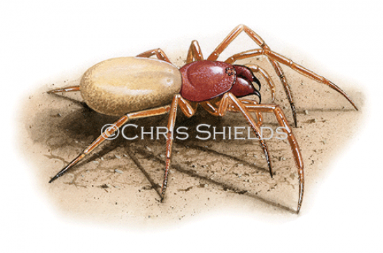 Illustration of Woodlouse Spider (Dysdera crocata) (#2422)