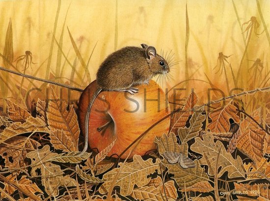 Illustration of Wood Mouse (Apodemus sylvaticus) (#0479)