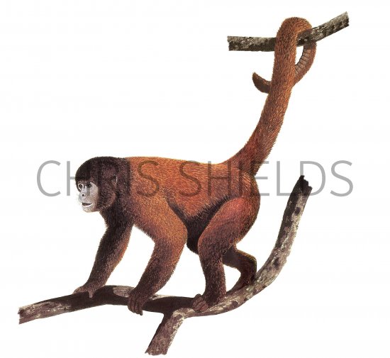 Illustration of Wooly Monkey (Lagothrix Lagotricha) (#3739)