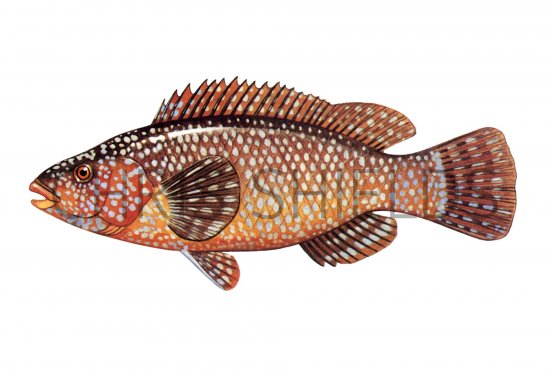 Illustration of Wrasse (Ballan) Labrus bergylta (#1105)
