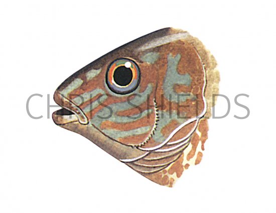 Illustration of Wrasse (Corking) Crenilabrus melops (#1121)