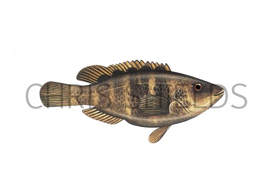 Illustration of Wrasse (Five-spotted) Crenilabrus quinquemaculatus (#1125)