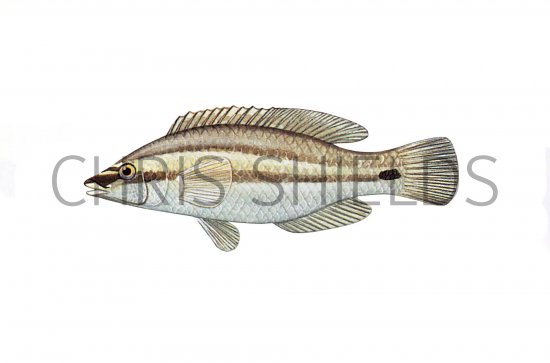 Illustration of Wrasse (Painted) (female) Crenilabrus tinca (#1108)