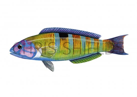 Illustration of Wrasse (Turkish, Rainbow or Peacock) (female) Thalassoma pavo (#1124)