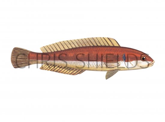 Illustration of Wrasse (Rainbow) (female) Coris julis (#1243)