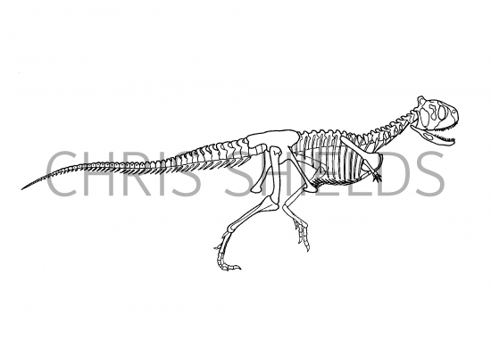 Illustration of Xenotarsosaurus (#0212)