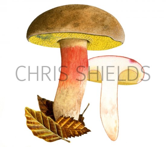 Illustration of Xerocomus ferrugineus (Bolete) (#2013)