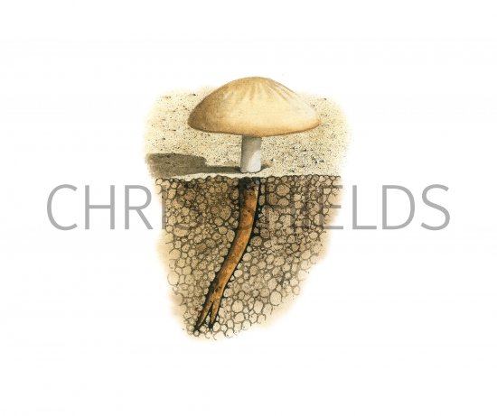 Illustration of Xerula xeruloides (#3930)