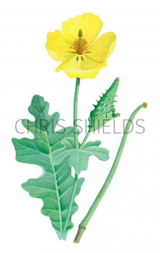 Illustration of Yellow Horned Poppy (Glaucium flavum) (#2082)