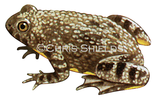 Illustration of Yellow-bellied Toad (Bombina variegata) (#3105)