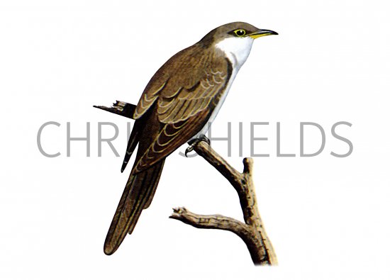 Illustration of Yellow-billed Cuckoo (Coccyzus americanus) (#0828)