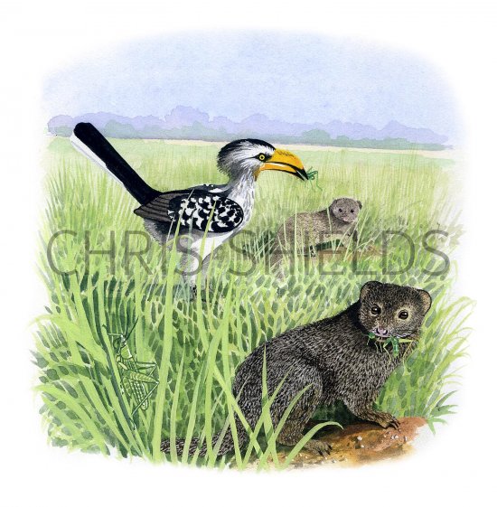 Illustration of Yellow-billed Hornbill (Tockus leucomelas) & Dwarf Mongoose (Helogale parvula) (#3335)