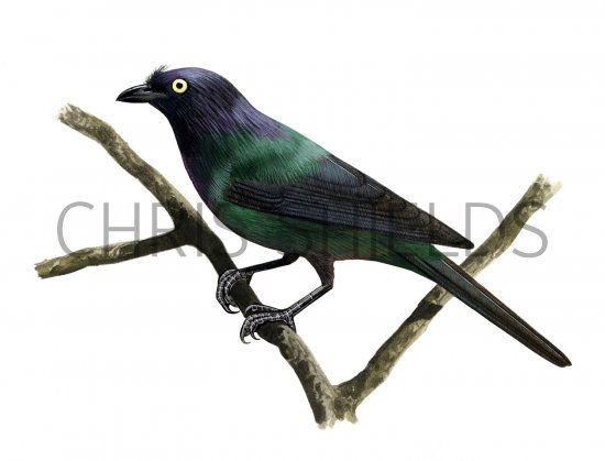 Illustration of Yellow-eyed Starling (Aplonis mystacea) (#2219)