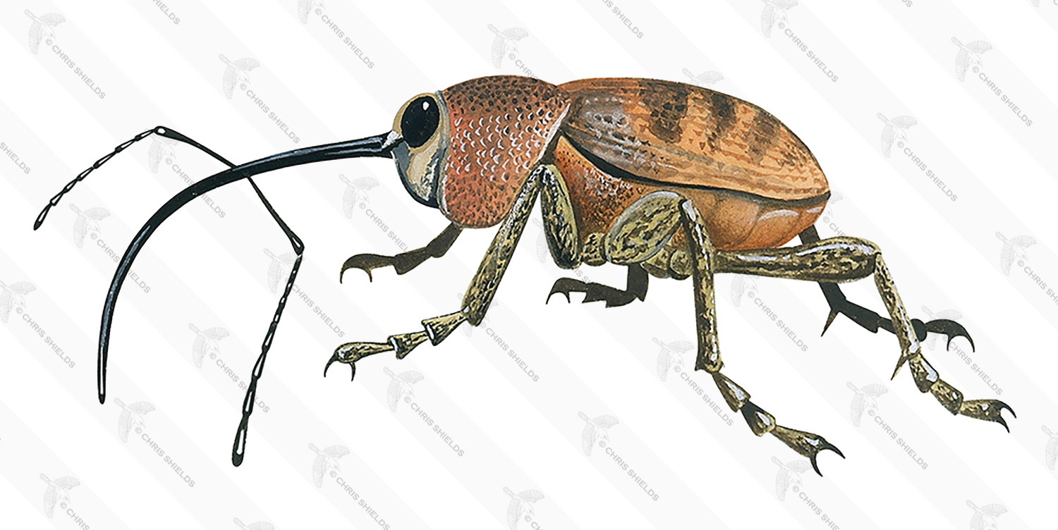Illustration of Acorn Weevil (Curculio glandium) (#2739)