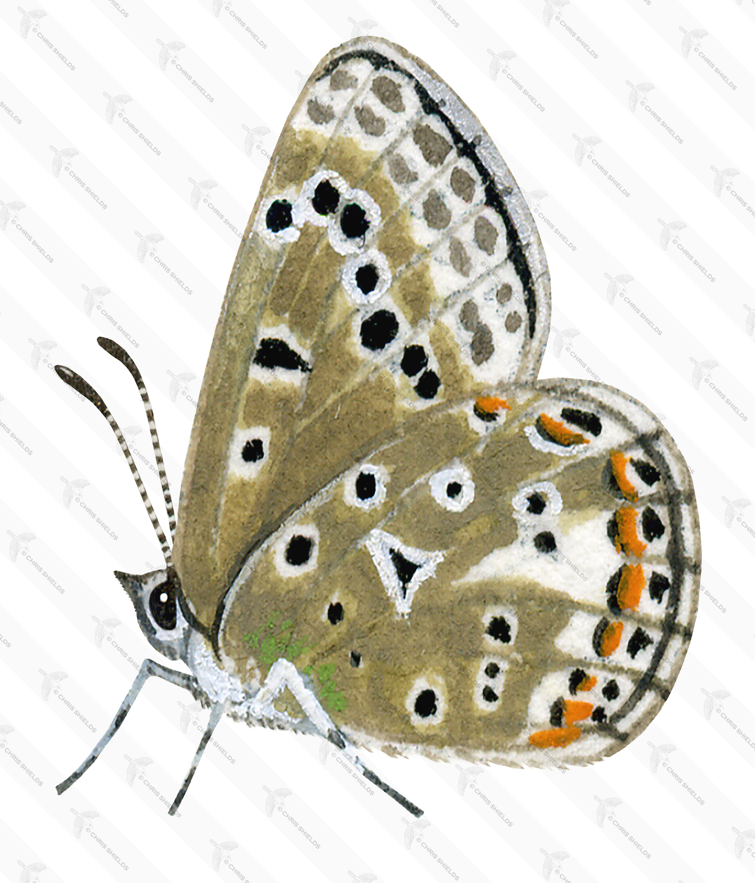 Illustration of Adonis) Blue female (Polyommatus bellargus) (#1369)