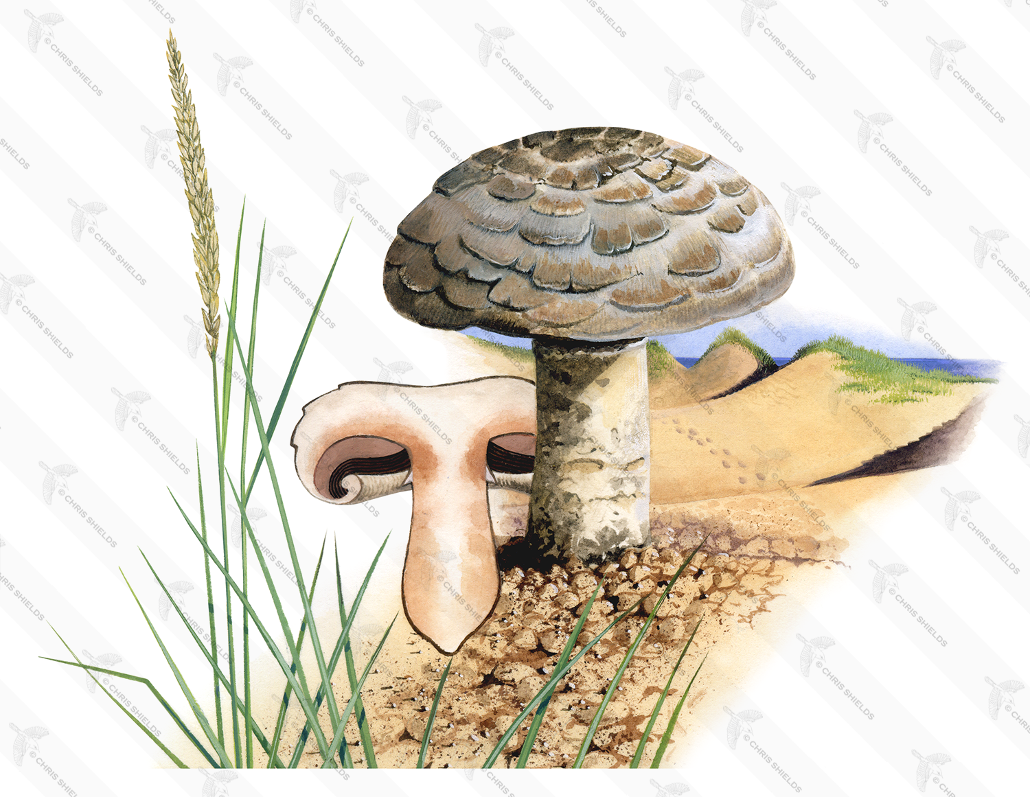 Illustration of Agaricus bernardii (#1601)