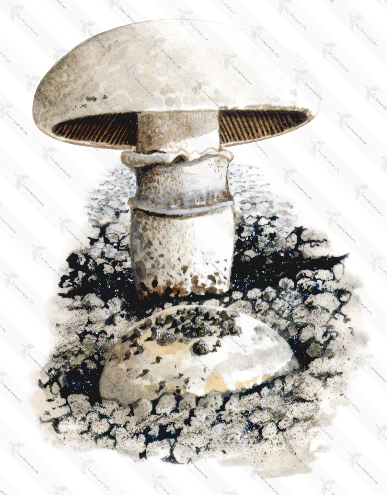 Illustration of Agaricus bitorquis (Pavement Mushroom) (#1602)