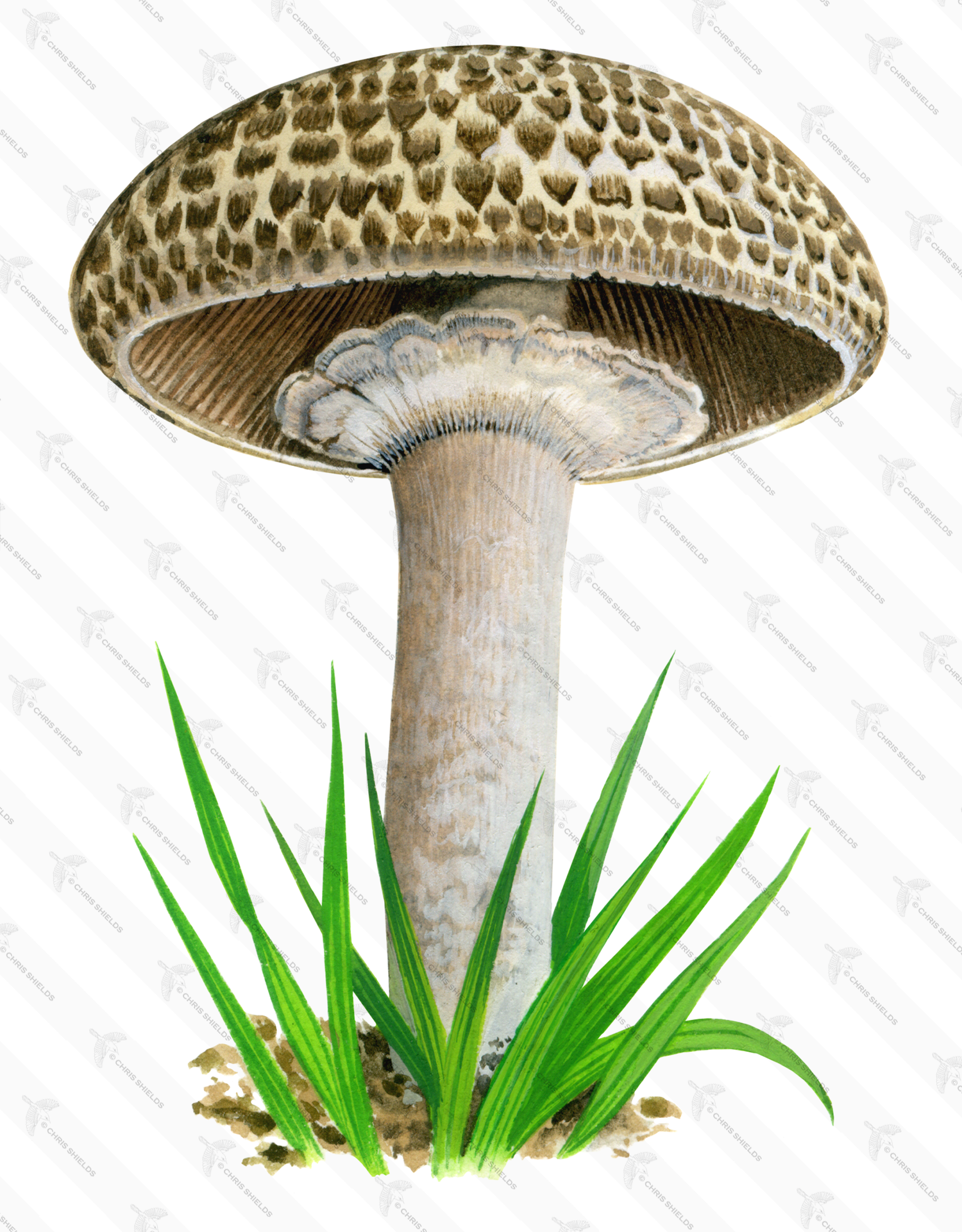 Illustration of Agaricus bohusii (#1593)